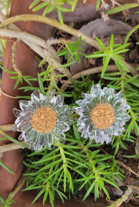 Sunflower studs